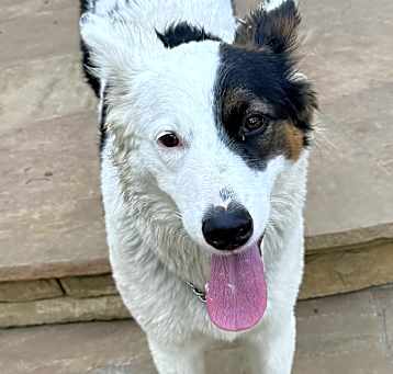 Photo of Shelby