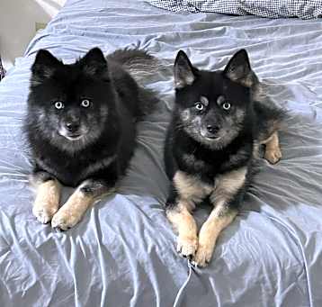 Photo of Moose and Duke