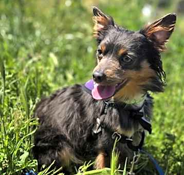 Photo of Ares