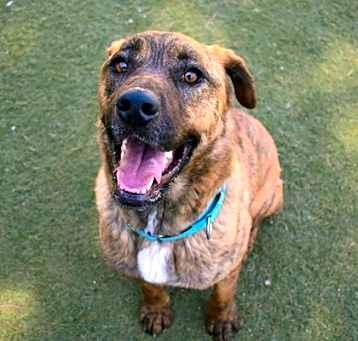 Photo of Dozer