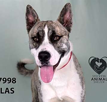 Photo of DALLAS
