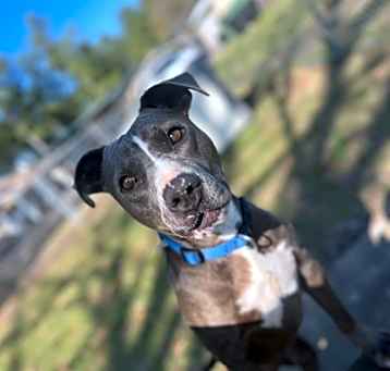 Photo of Bruno