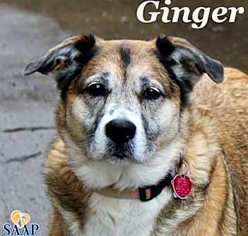 Photo of Ginger