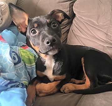 Photo of Rambo