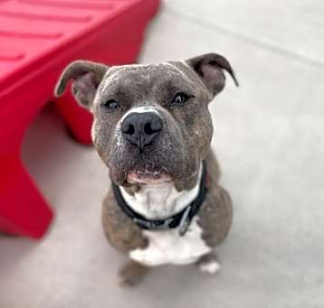 Photo of Bibbles