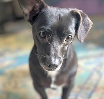 Photo of Taz