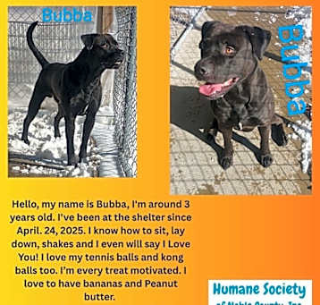 Photo of Bubba