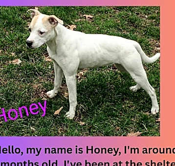Photo of Honey