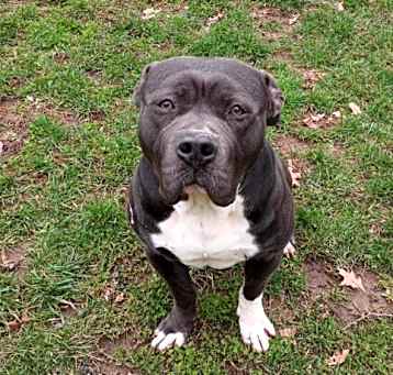 Photo of Meatball