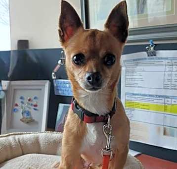 Photo of Foxy