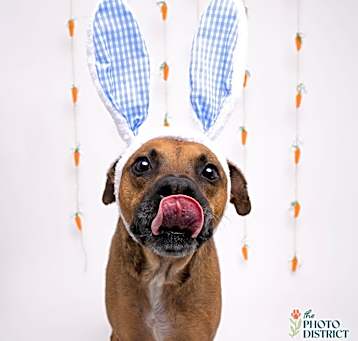 Photo of Hank