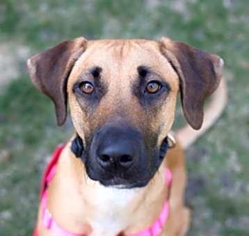 Photo of Roux