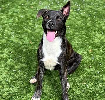 Photo of BROWNIE