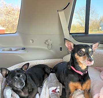 Photo of Molly and Daisy *Bonded Pair*