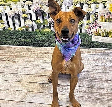 Photo of Piper