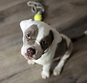 Photo of Luna