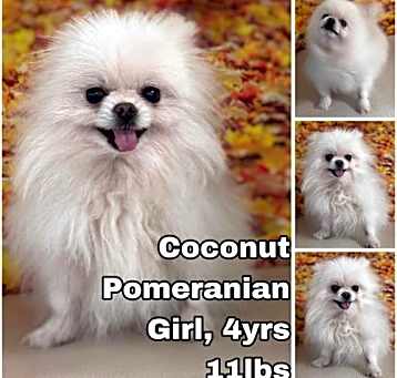 Photo of Coconut from Korea