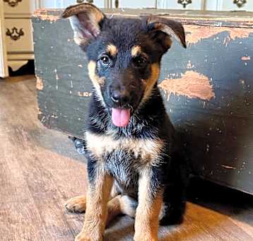 Photo of Mabel Litter 7 of 10 - Bohdi