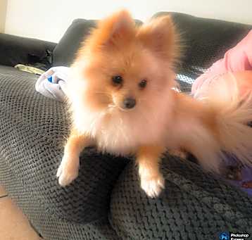 Photo of Molly