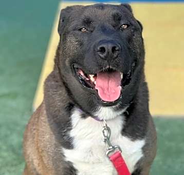 Photo of Coco