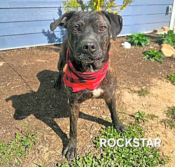 Photo of Rockstar