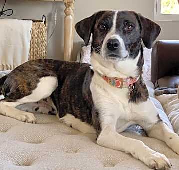 Photo of Sadie