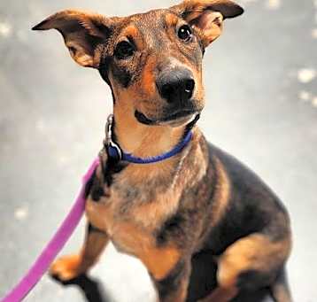 Photo of Buttercup
