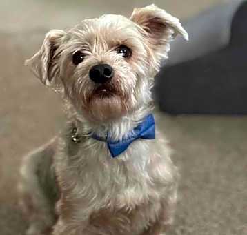 Photo of Teddy