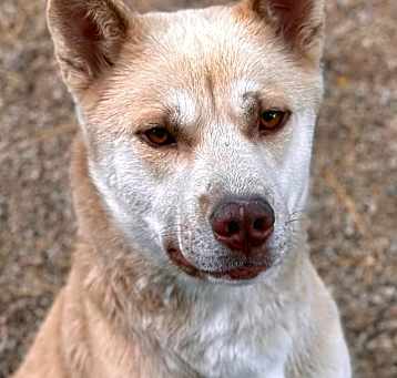Photo of Oso