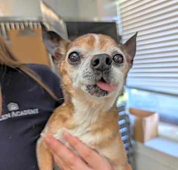 Photo of Chester