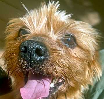 Photo of Gunner