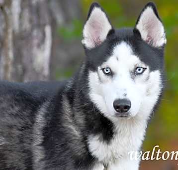Photo of Lobo #18722