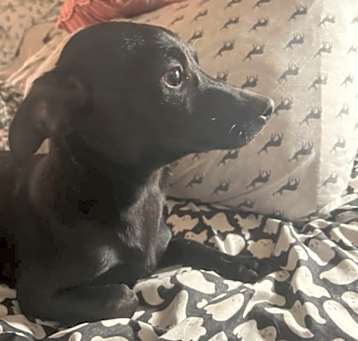 Photo of Blacky