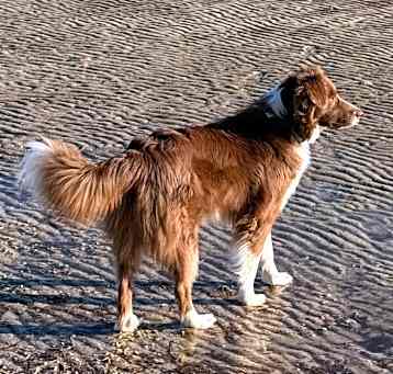 Photo of Otto