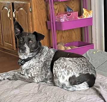 Photo of Rosie