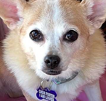 Photo of EVEE