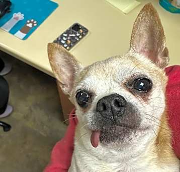 Photo of Bronco