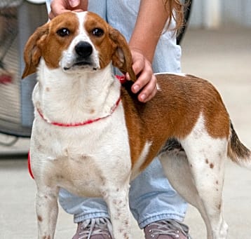 Photo of Ruby