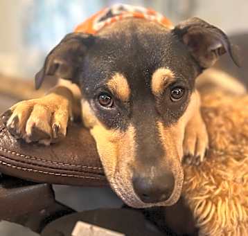 Photo of Scooter