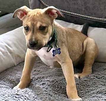 Photo of Chinook