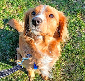 Photo of GOLDIE