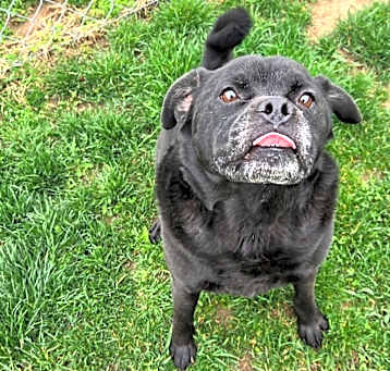 Photo of Pugsly