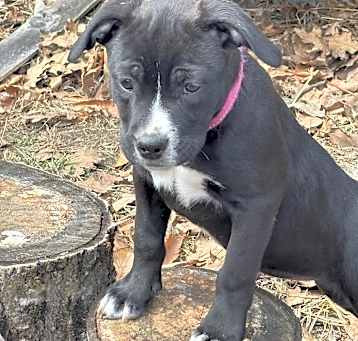 Photo of Luna