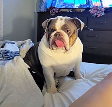 Photo of Daisy