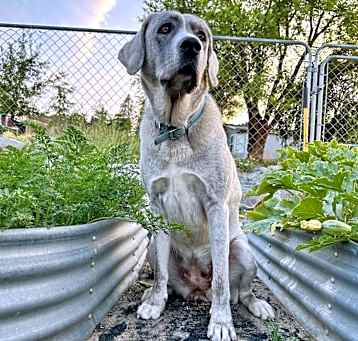 Photo of Piper