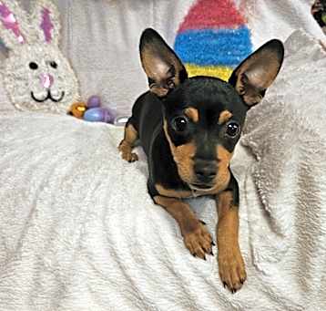 Photo of Tuber