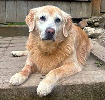 Photo of Goldie, Queen of the Goldens!!