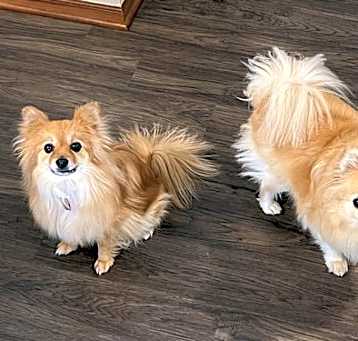 Photo of Koko
