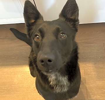 Photo of Zelda