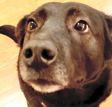 Photo of Ladybird